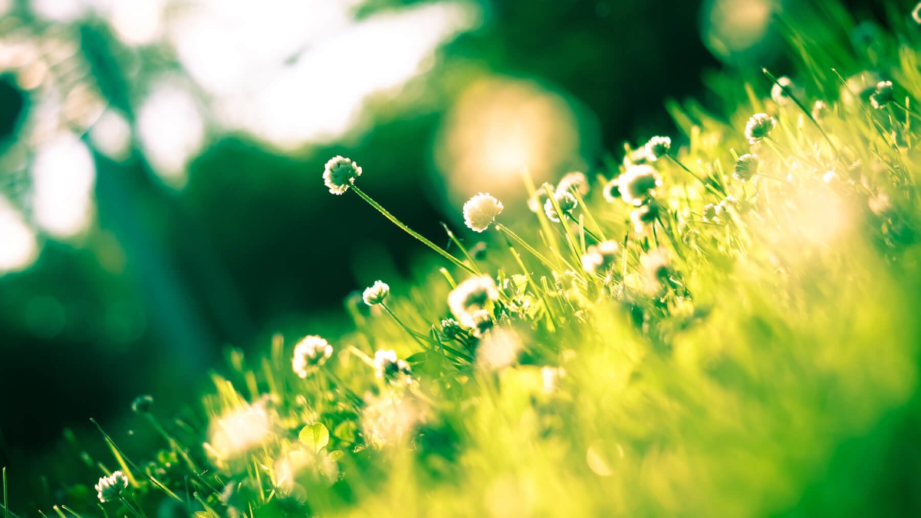 Spring flowers