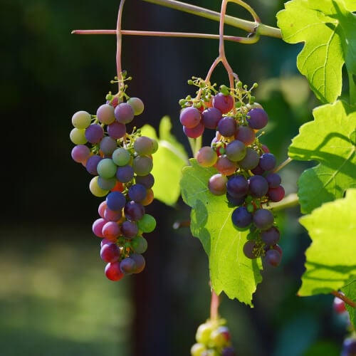 Grape Bunches