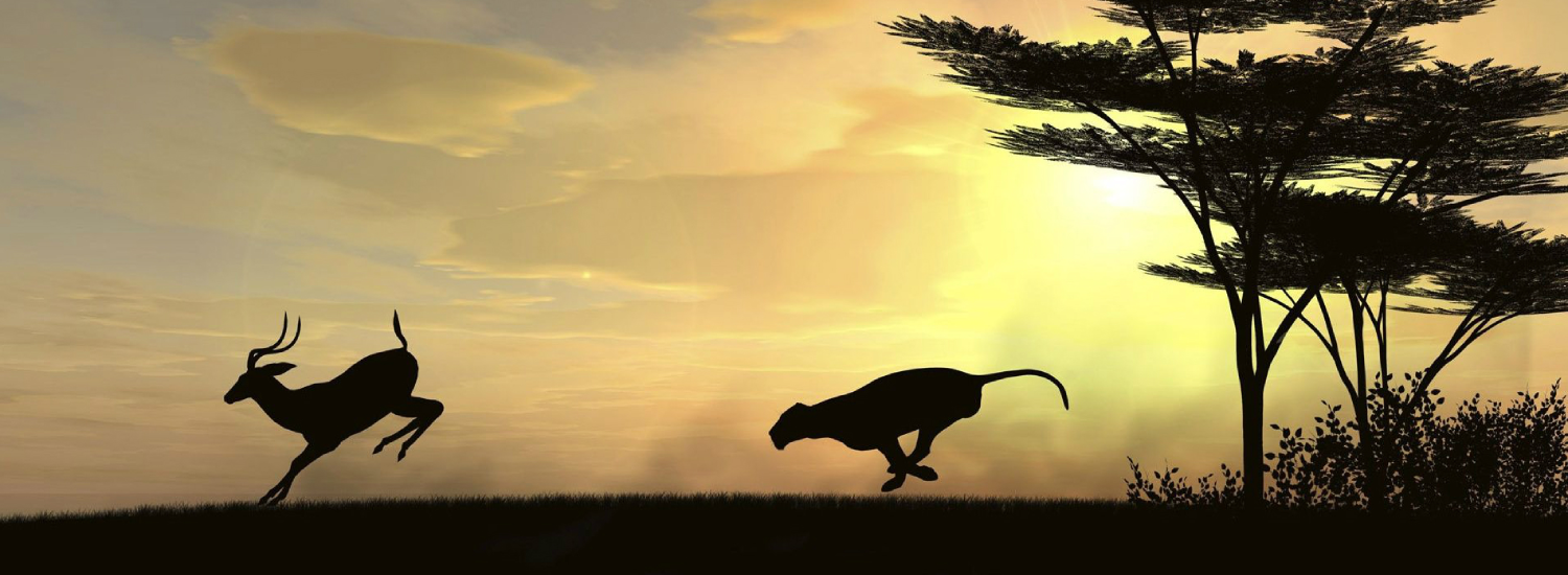 Panther Chasing A Deer