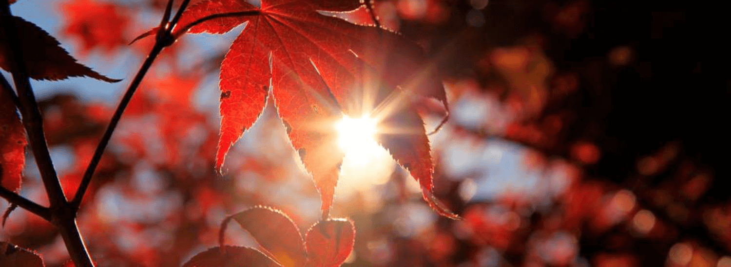 Sun In The Leaves