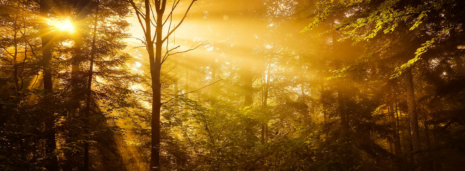 Sun Shining In Woods