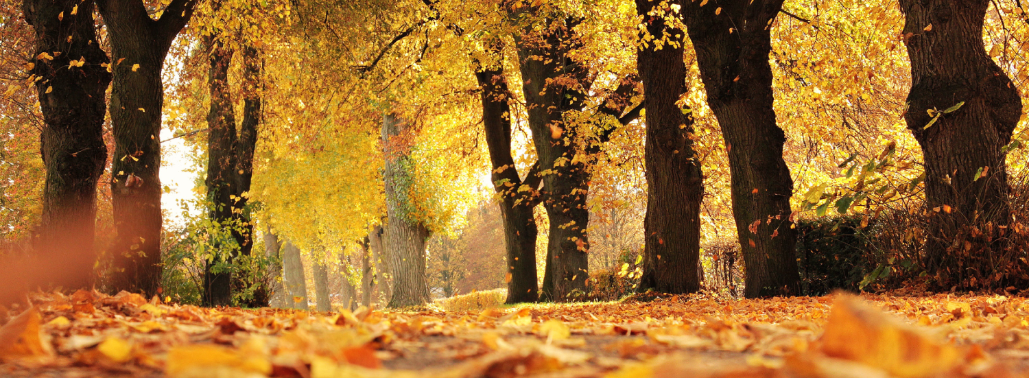 Trees In Autumn