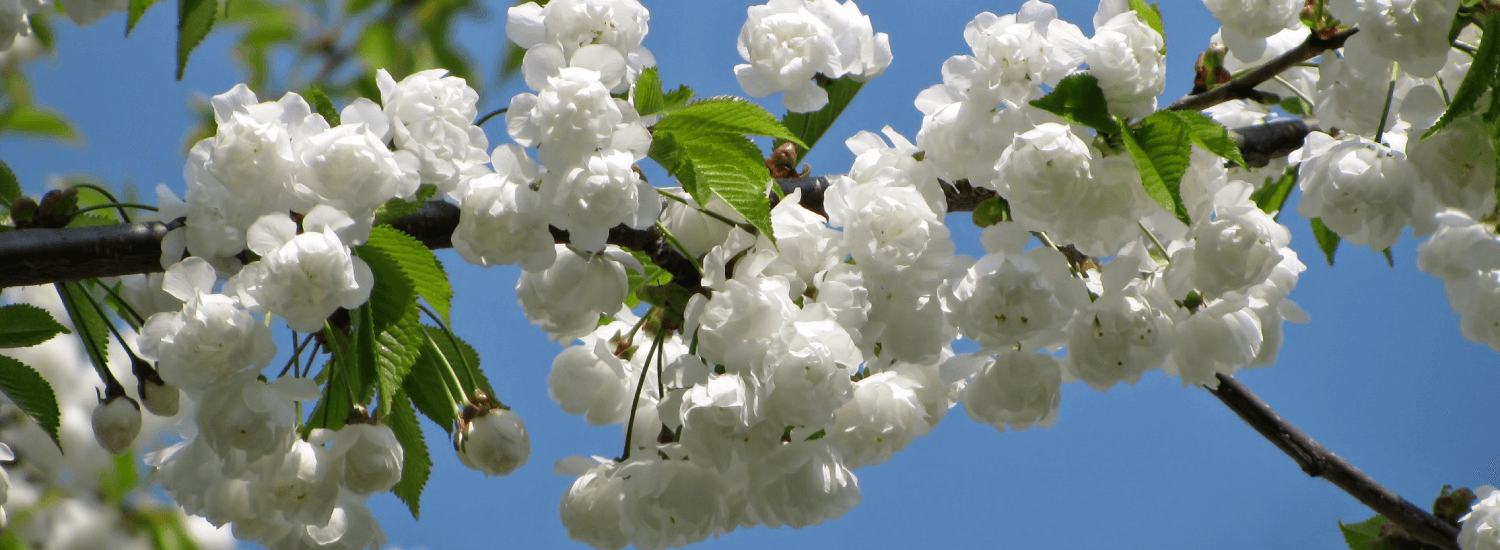 White Blossom