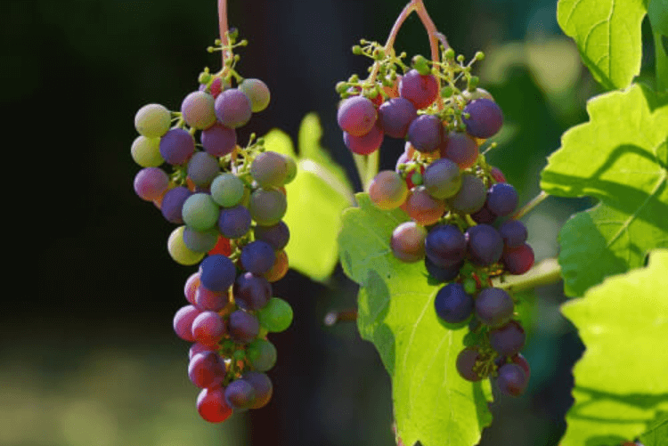 Bunches Of Grapes