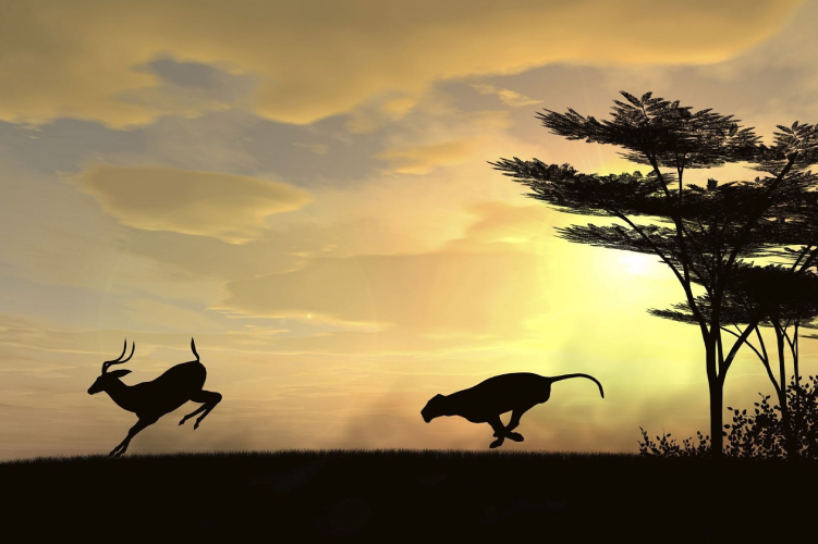 Puma Chasing An Antelope