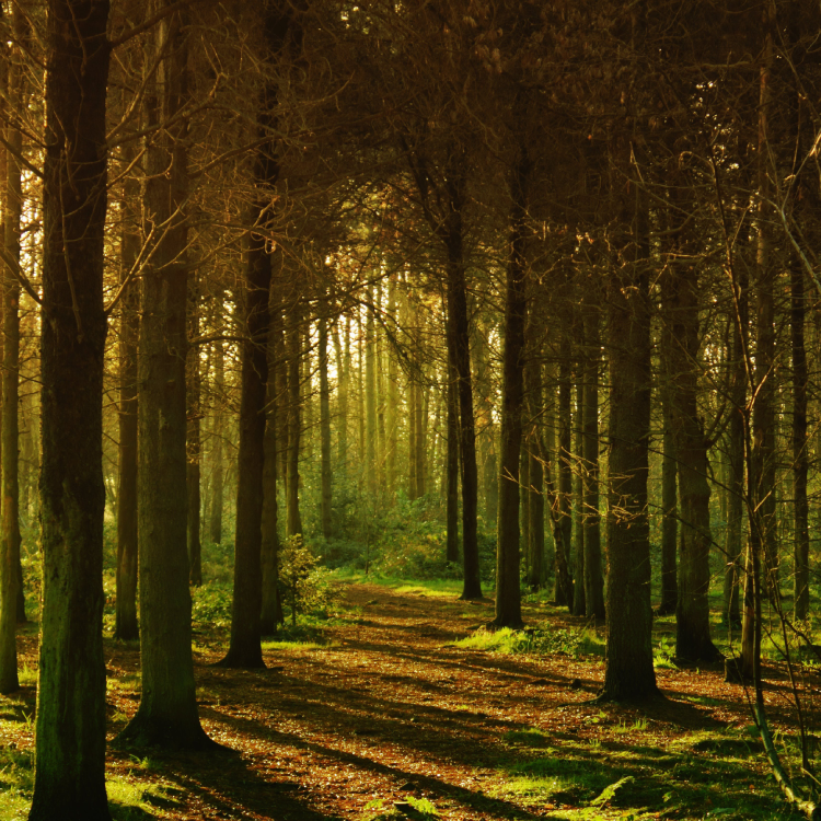 Dense Forest