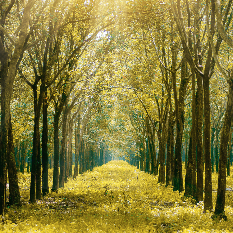 Sun Shining Through Trees